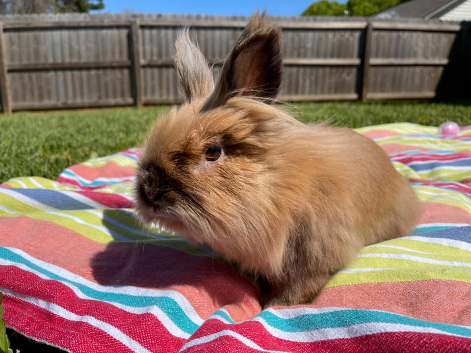 Lionhead Rabbit