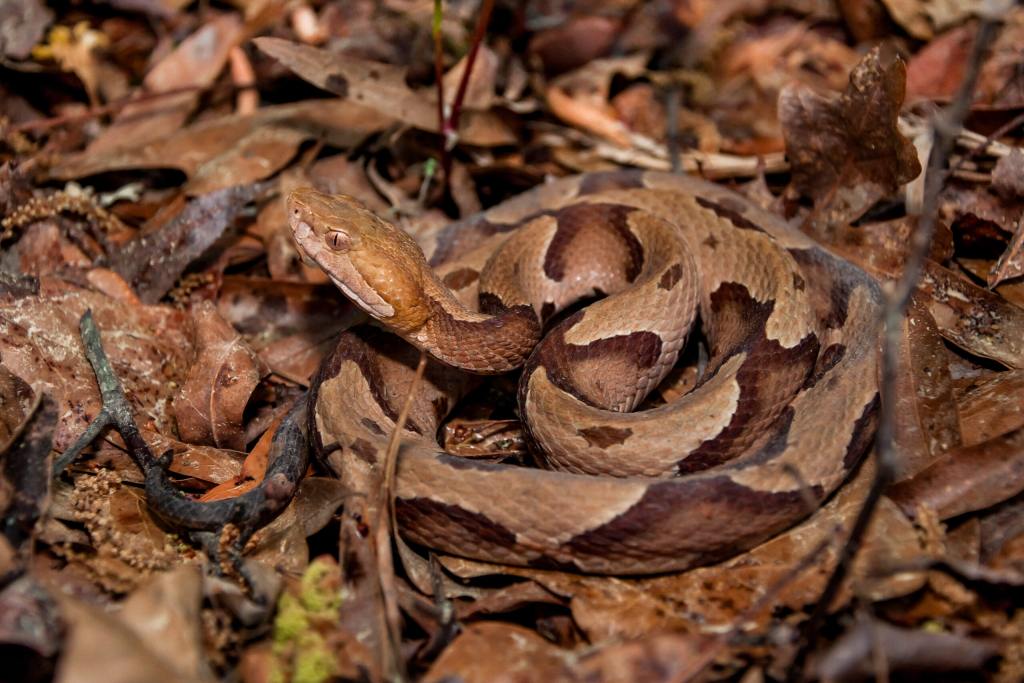 Stay Alert It s Baby Copperhead Season In North Carolina